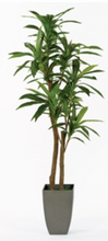 Load image into Gallery viewer, 6.5&#39; Dracaena
