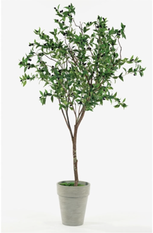 5.5' Black Olive Tree