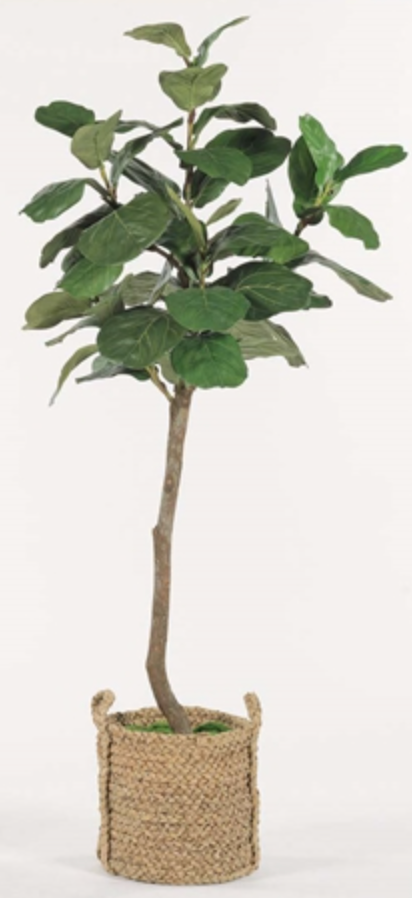 6.5' Asymmetrical Fig