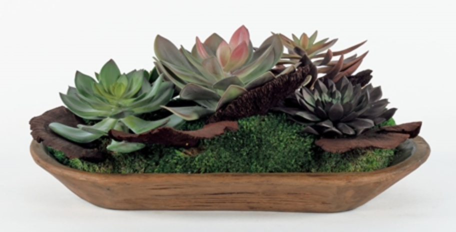 where to buy succulents in san antonio UpMarket High End Furniture and Decor and Interior Design Consulting  Services San Antonio, Texas