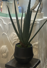 Load image into Gallery viewer, Aloe in Black Santa Fe
