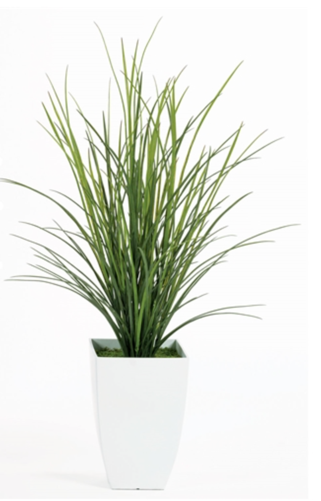 Grass Floor Plant