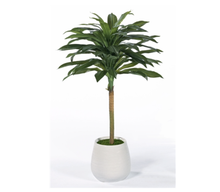 Load image into Gallery viewer, 4&#39; Dracena Topiary SM
