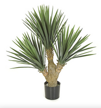 Load image into Gallery viewer, 28&quot; Baby Yucca Plant
