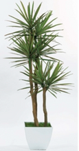 Load image into Gallery viewer, Yucca Tree
