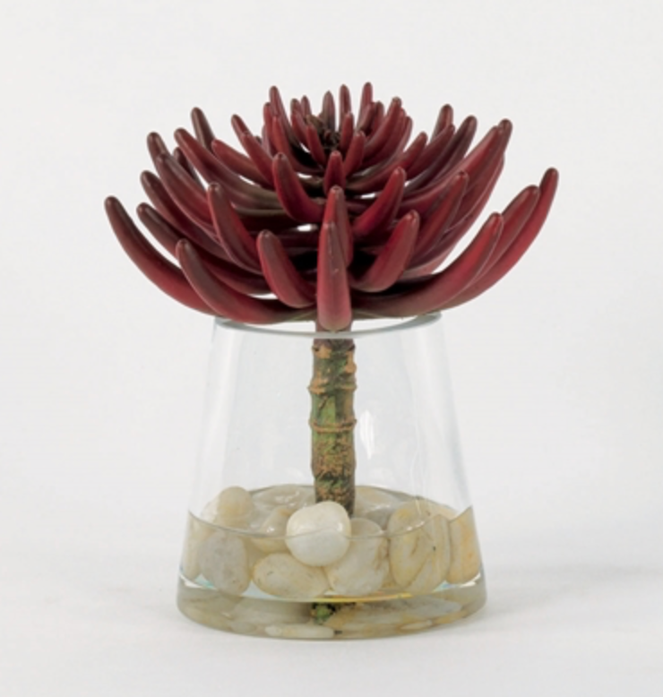 Red succulent in rocks in water
