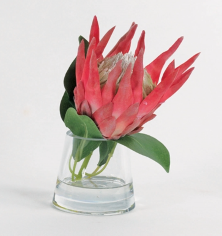 Magenta Protea in water