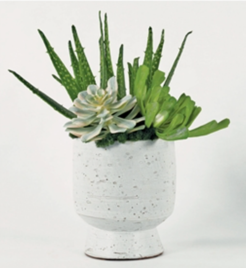 succulent mix in white urn