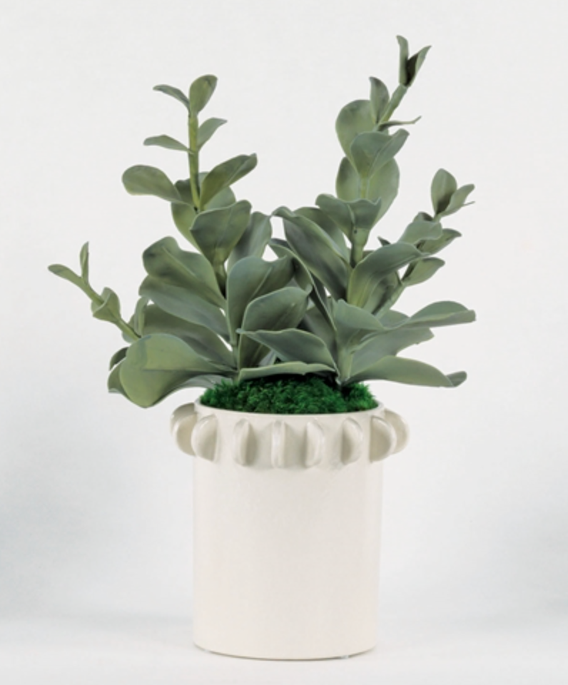 double blooming kalanchoe