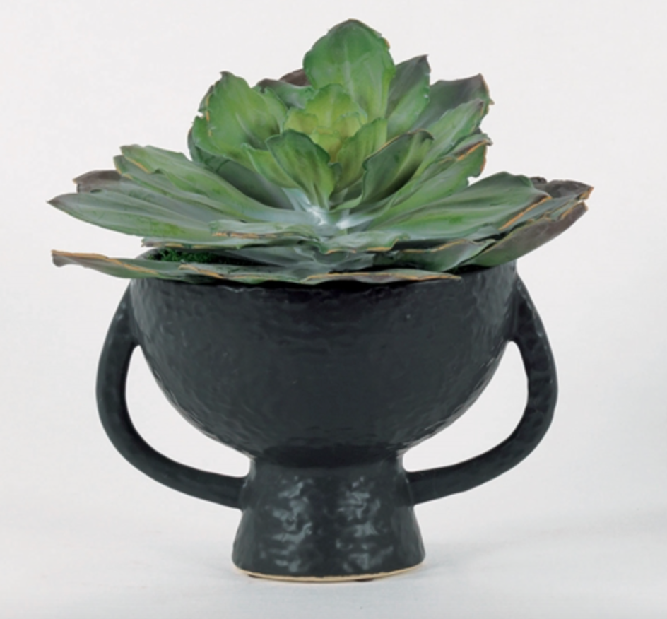 succulent in black handled vase