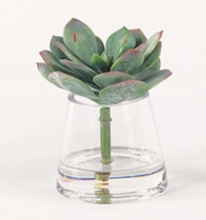Load image into Gallery viewer, Touch of Mauve Echeveria in Water
