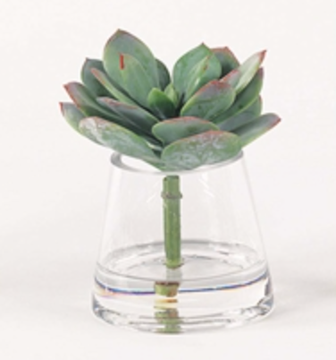 Touch of Mauve Echeveria in Water