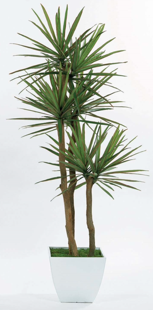 7' Yucca Tree