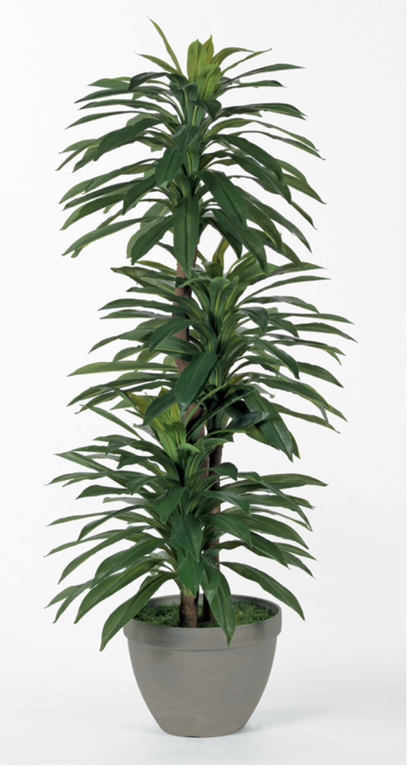 6' Triple Dracaena Tree