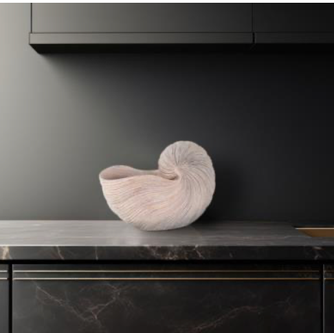 Nautilus Shell