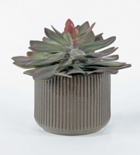 Load image into Gallery viewer, Succulent in Fluted Ceramic Container- Large
