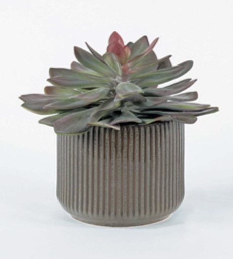 Succulent in Fluted Ceramic Container- Large