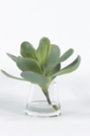 Kalanchoe in Water