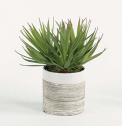 spikey succulent UpMarket High End Furniture and Decor and Interior Design Consulting Services San Antonio, Texas
