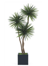 Load image into Gallery viewer, 8&#39; Three Ball Yucca Tree w/ Mood Moss
