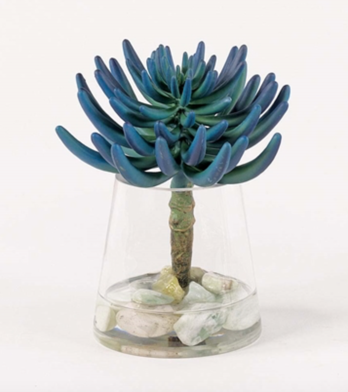 Blue/Green Succulent in Water