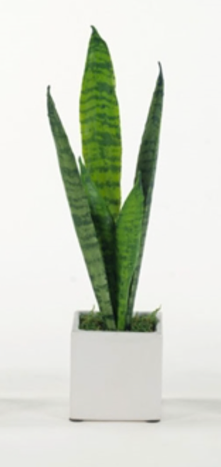 Sansevieria in WH Cube
