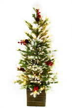 Load image into Gallery viewer, 42&quot; Potted White Tip Fraser Fir Christmas Tree
