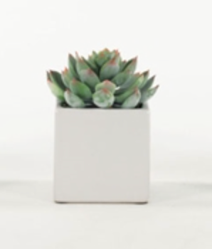 Mini Succulent WH Cube