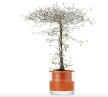 Load image into Gallery viewer, Wetpot Self Watering Pot - MED
