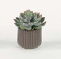 Load image into Gallery viewer, Succulents in Fluted Ceramic
