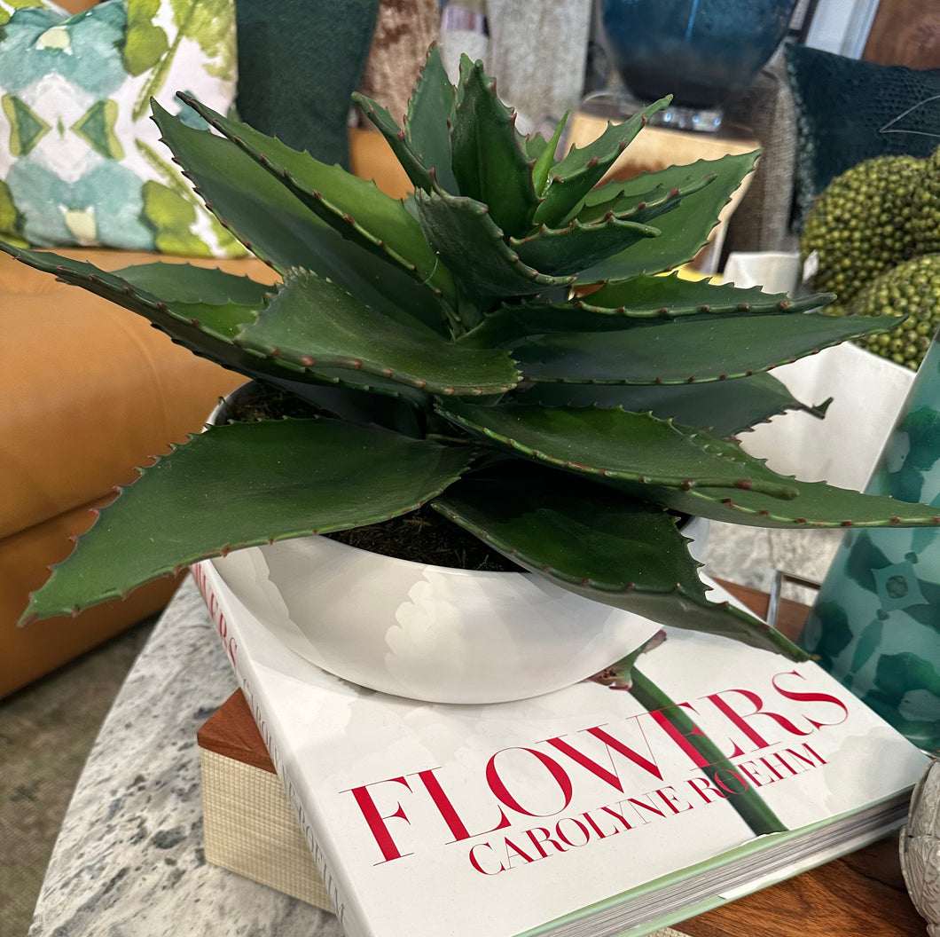 Giant Aloe in Low White Bowl