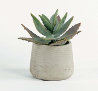 Succulent Accent in Stone Vase