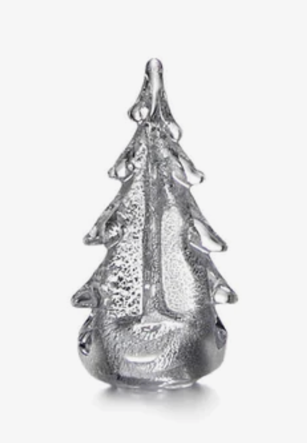 Silver Leaf Evergreen 6