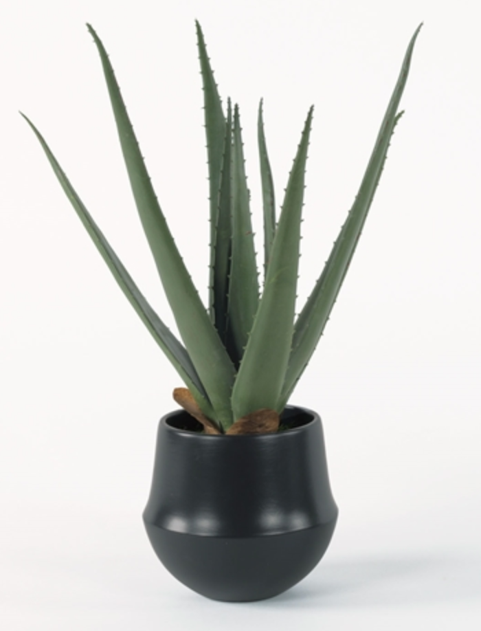 Aloe In Black Santa Fe-Small