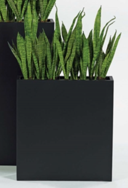 Sansevieria in Small Metal