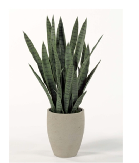 Dark Green Sansevieria