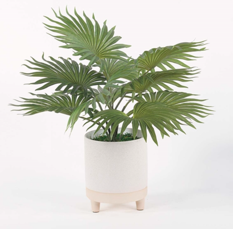 FAN Palm In TextFooted URN